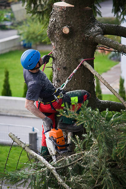 Reliable Acres Green, CO Tree Services Solutions